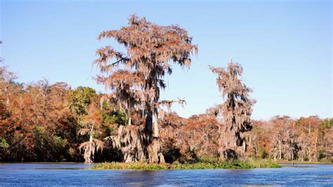 Best Spots for Fall Foliage in and Around Florida