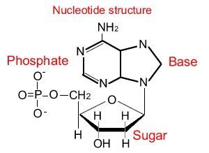 Importance and Chemical structure of Nucleic acids | Science online