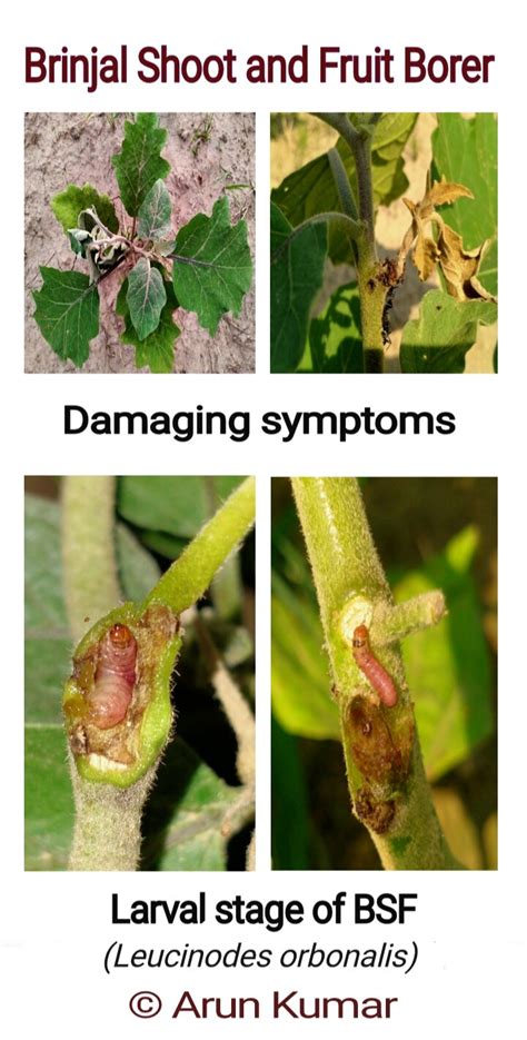 Shoot drooping of Brinjal by shoot and fruit borer (Leucinodes... | Download Scientific Diagram