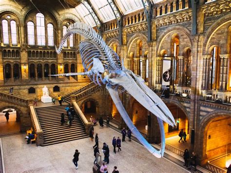 London, UK/Europe; 21/12/2019: Blue Whale Skeleton in the Main Hall of the Natural History ...