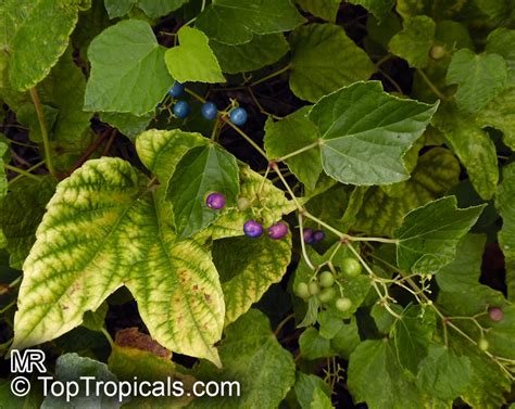 Vitis sp., Grapevines - TopTropicals.com