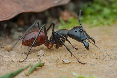 Giant Forest Ant (Camponotus gigas) photographed by Kurt Orion G in ...