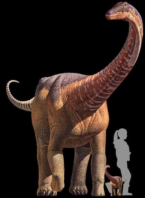 Some sauropod babies looked like adults since they hatched and were ...