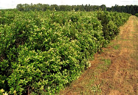 L'Origine et l'Histoire du Maté (Yerba Maté)