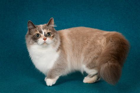The Munchkin Ragdoll Cat – An Adorable Addition To Any Family | Alpha Paw