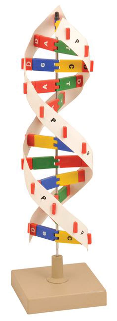 DNA MODEL KIT - Eduscience Video Gallery