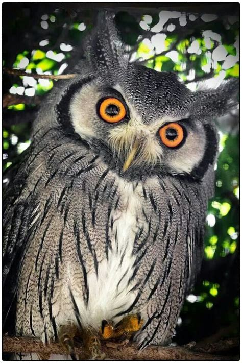 Orange eye owl...name? | Owl pictures, Owl species, Owl photos