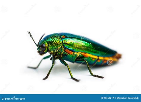 Closeup Jewel Beetle Royalty Free Stock Photography - Image: 26762217