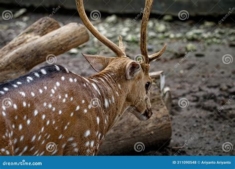 Close Up Picture Spotted Deer, a Deer in a Zoo Stock Photo - Image of mammal, brown: 311090548