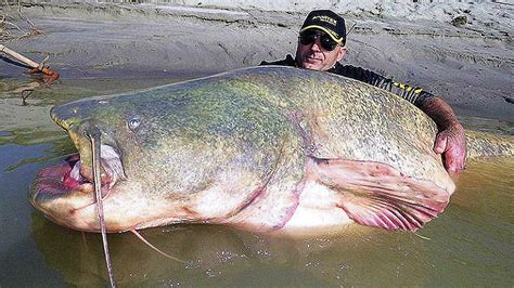 11 BIGGEST Fish Ever Caught - One News Page VIDEO