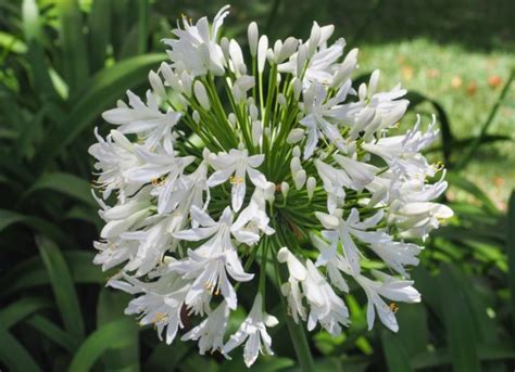 The Different Types of Agapanthus (Plus Care Tips) - Garden Lovers Club