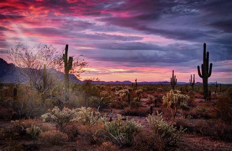 Pink Sunshine at Dawn Photograph by Saija Lehtonen