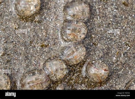 Sea gooseberries Pleurobrachia pileus Stock Photo - Alamy