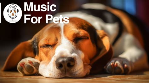 Soothing Music for Dog to Calm Down, Relax & Sleep | Dog Music Therapy ...