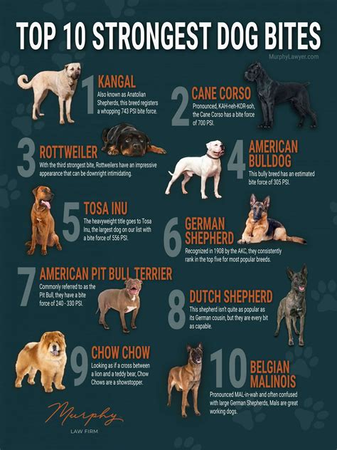 Top 10 Dog Bite Force Chart