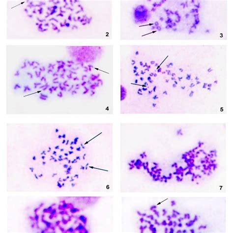 Chromosomal aberrations: Cf= Chromosome fragmentation (Fig. 2), Rc ...