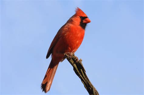 Northern Cardinal | Ohio state bird, State birds, Ohio birds