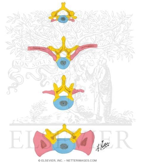 Fate of Body, Costal Process, and Neural Arch Components of Vertebral ...