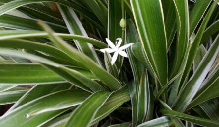 Chlorophytum Borivilianum: Facts, How to Grow and Maintain