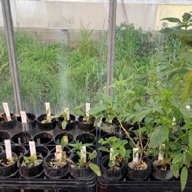 Plant survival rating used for herbicide resistance classification for ...