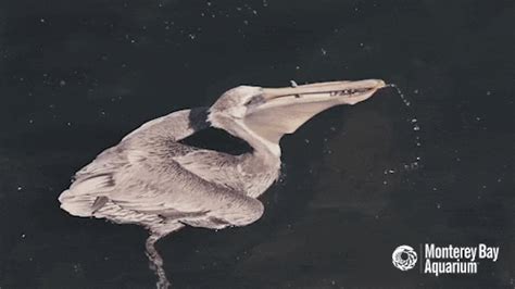 Pelican Fishing GIFs - Get the best GIF on GIPHY