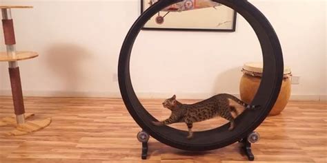 You Can Haz Hamster Wheel For Cats | HuffPost