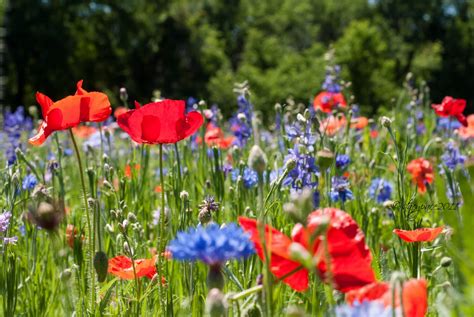 PhotosBySpace: Texas Wildflowers