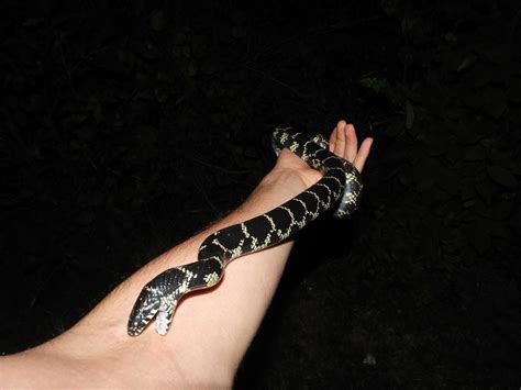 Maryland Biodiversity Project - Eastern Kingsnake (Lampropeltis getula)