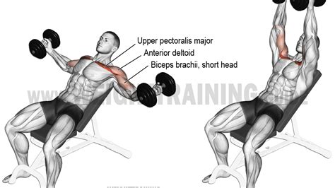 Biceps leg curl exercise instructions and video | Weight Training Guide ...