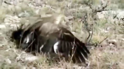 Best documentary eagle attacks and kills snake