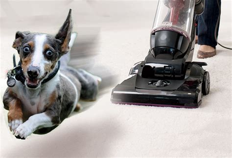 Why Are Dogs Afraid Of The Vacuum