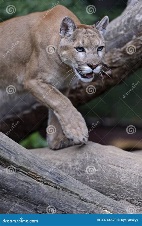 Portrait Cougars stock image. Image of animal, wildlife - 33744623