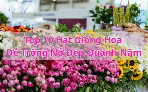 Top 10 Hạt Giống Hoa Dễ Trồng Nở Đẹp Quanh Năm