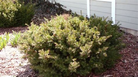 Pruning Evergreen Shrubs to Maintain Natural Form - YouTube