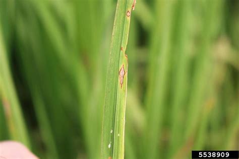 rice blast disease (Genus Pyricularia)