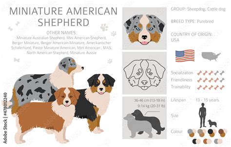 Miniature american shepherd clipart. Different poses, coat colors set ...