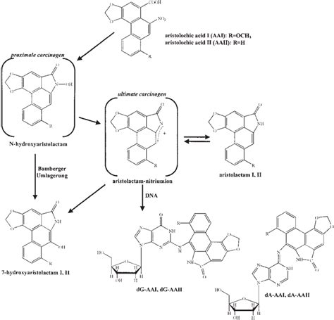 Metabolic activation and DNA adduct formation of AA (Umlagerung ... | Download Scientific Diagram