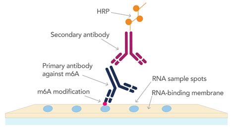 Detecting RNA Methylation by Dot Blotting | Proteintech Group