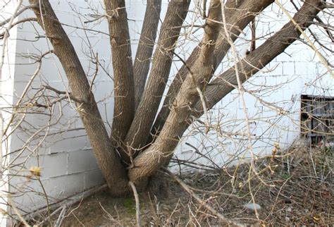 Acer negundo (ash-leaved maple, boxelder): Go Botany