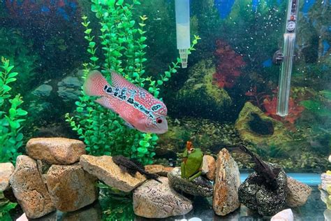 Flowerhorn Cichlid Care: Lifespan, Tank Mates, Diet & more