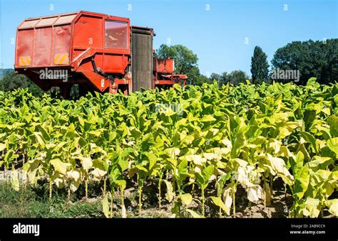 Tobacco harvesting machine hi-res stock photography and images - Alamy