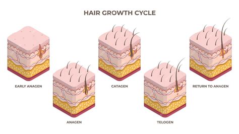 Premium Vector | Isometric hair growth cycle anagen telogen catagen phases flat vector ...