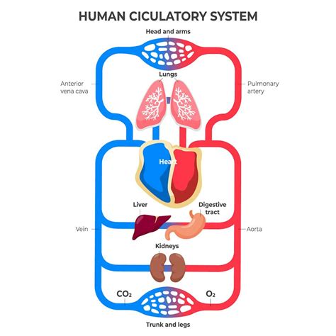 Why do we bleed? A hematologist explains how the body prevents blood ...