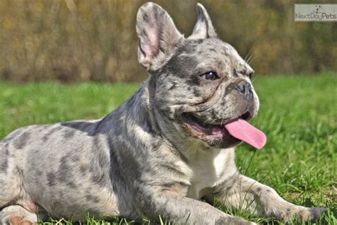 Lilac Merle Male: French Bulldog puppy for sale near Lake Of The Ozarks ...