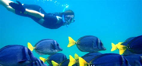 Snorkeling in the Galapagos ⋆ Galapagos Islands - Travel Guide