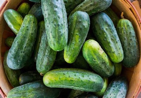 Bush Crop Cucumber Seeds - Heirloom – Hometown Seeds