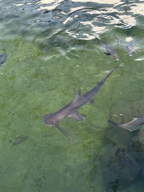 Bonnethead sharks at the Tarpon Springs Aquarium. So cute, and I got to ...