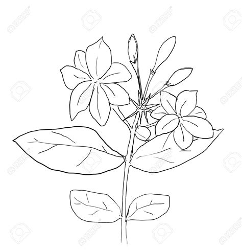 Sampaguita Drawing at GetDrawings | Free download