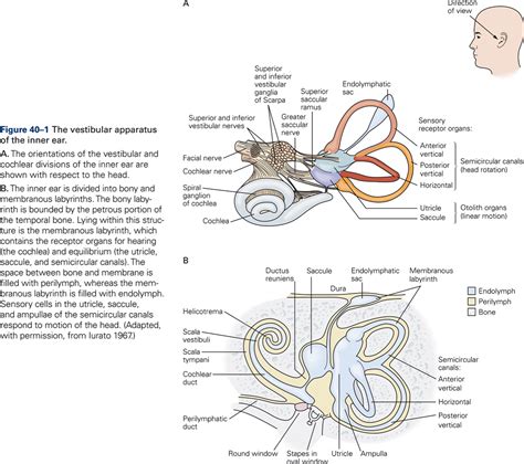 Vestibular System – KINES 200: Introductory Neuroscience