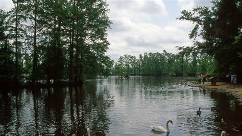 swan lake sumter south carolina 4k HD Wallpaper